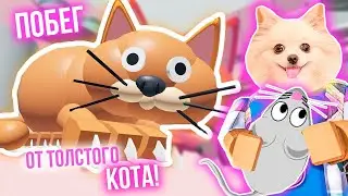 Бежим от толстого кота в роблокс