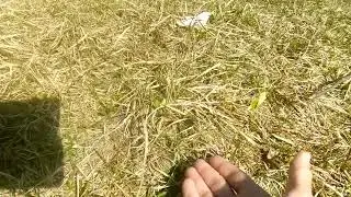 Ворона и лимонница на берегу озера 🐦 🦋.