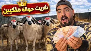 شريت حوالة ملكيين ب تمن خيالي👑 | تمن ديال الحولي 🤫