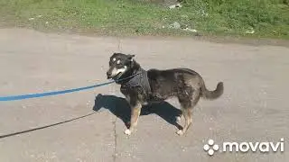 Спасение бездомных собак. Просим помощи ((