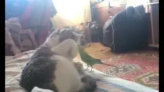 Попугай и кот