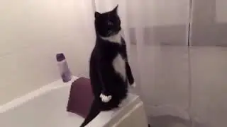Funny Animal Reaction - 😆 TRY NOT TO LAUGH 😂 Funniest Pets Video 2021.