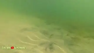 Филиал Красного моря в г.Каменское.