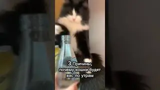 3 причины, почему кошки будят вас по утрам😴 