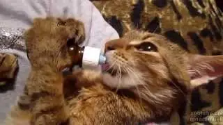 Кот под кайфом пьёт валерьянку
