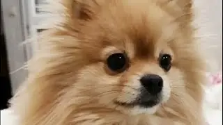 Если шпиц не выспался, лучше его не трогать! )))