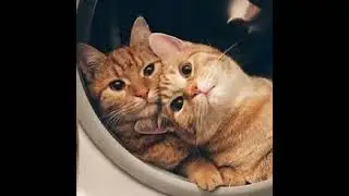 ДЕНЬ КОТА!!!