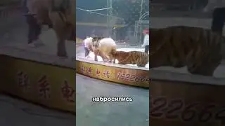 ⚡️В цирке на лошадь набросились тигры! 😱
