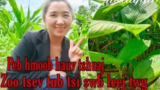 Tshuaj zoo tsev tub .Peb hmoob hauv tshuaj zoo tsi swb leej twg