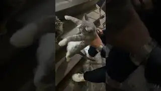 Кот танцует