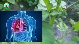 🌿Descubre los Secretos Medicinales de la Planta de Malva🌼
