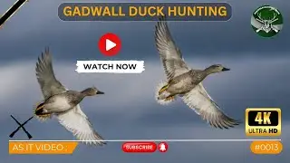 Duck Hunting | Gadwall | As it Video # 0013