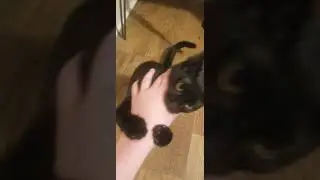 I'm back also CAT!