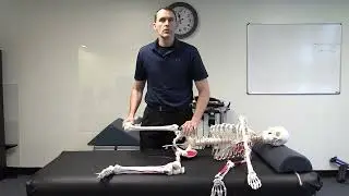 What Does The PRI Adduction Drop Test Measure? - Walkthrough