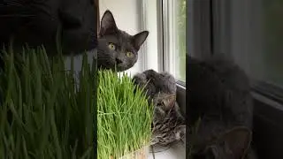 11.05.2024 Cat's grass #cat #animals #funny #asmr