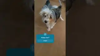 Ника под ультра фонк Маши и Медведя🤣🤣😂#мойпитомец #собака #собаки #cute #pets