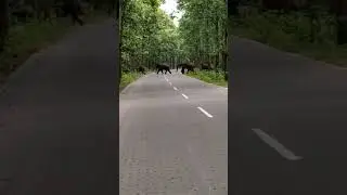 হাতির পাল পেরিয়ে যাচ্ছে #wildlife #elephant #nature