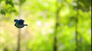 Полет птицы | Bird animation