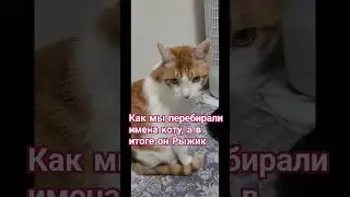 скажите как его зовут? #кот #юмор #рыжий