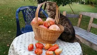 СБОР УРОЖАЯ, заготовки, копчение мяса.