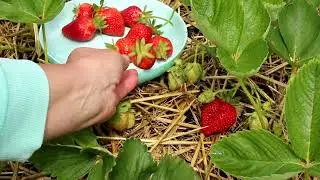 The most delicious strawberries! The Best Strawberries I Grow: Benefits, Tips & Secrets