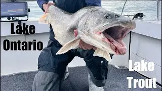 Lake Trout Madness | Spring Trolling Lake Ontario 2024