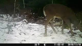 2019 - last week of deer season