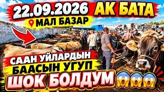 22.09.2026 АК БАТА МАЛ БАЗАРЫ СААН УЙЛАР КОРГУЛОЧУ ПАЙ ПАЙ ПАЙГО 