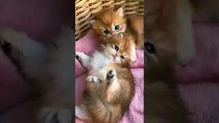 Anak kucing oyen comel😍💕 #short #@nor.cats