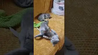 How kittens look for something to do 🤗 