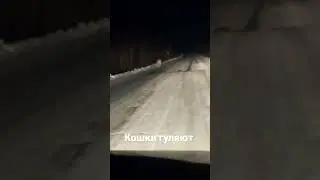 Нашествие полосатых