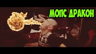 МОПС ЕСТ ЛОЖКУ КОРИЦЫ