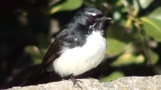 Up Close with a Wille Wagtail