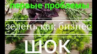Выращивание кинзы