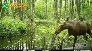 Female moose feeding in the swamp / Лосиха кормится на болоте / Alces alces. #Green Video #Wildlife