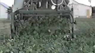 Harvesting Heinz pickles, 9-1988