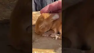 RED NEW ZEALAND RABBIT KITS 🥰