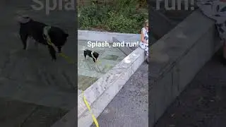 Shiba enjoys water!