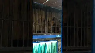 The Bear wants to be free🐻ПРИВОЗНОЙ ЗООПАРК Медведь хочет на волю... ломает клетку головой