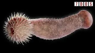 The Prehistoric Worms That Were Key to the Evolution of Life | 7 Days of Science