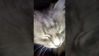 Мурка, однозначно!