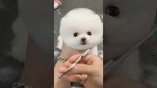 Do you want to bathe my cute puppy?#pets #petlover #dog#doglover #cutebaby #cute #animals  #short