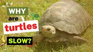 Why Are Turtles So Slow? The Evolutionary Biology Behind Their Pace