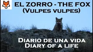 El ZORRO COMÚN o zorro rojo - Vulpes vulpes🦊 Diario de una vida