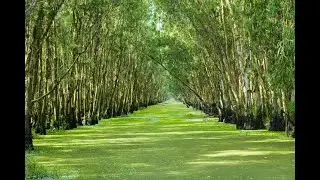 Bird Sanctuary || mia more