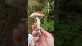 с.Соймы. Мой утренний поход за грибами