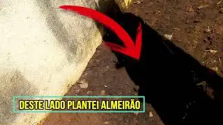 Germinado Almeirão no Copo ou Direto na Terra?Germinated Almeirão In the Glass or Direct on Earth#