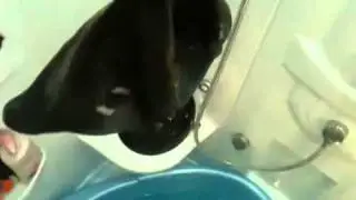 Латексные утки