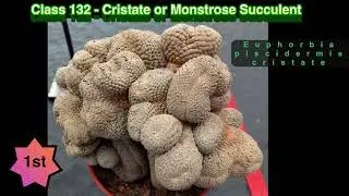 BCSS National Show 2022 - Slideshow 16 (classes 131 - 139)