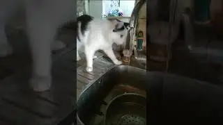 Ласковый и игривый Кеша. Молодой котик, вырос в приюте 🐈❤️